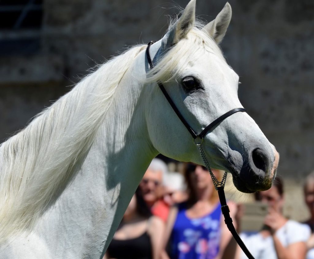 年度一口馬主回収率ランキング 最も回収率が高い馬は タノブロ