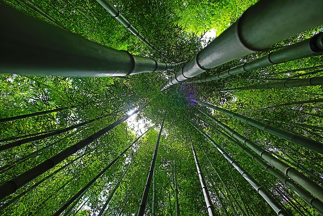 bamboo