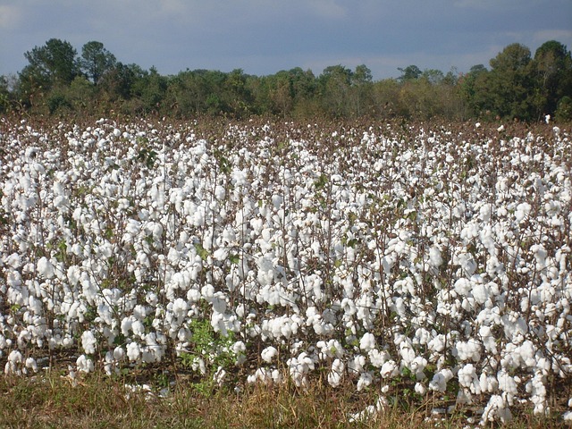 organic cotton towels
